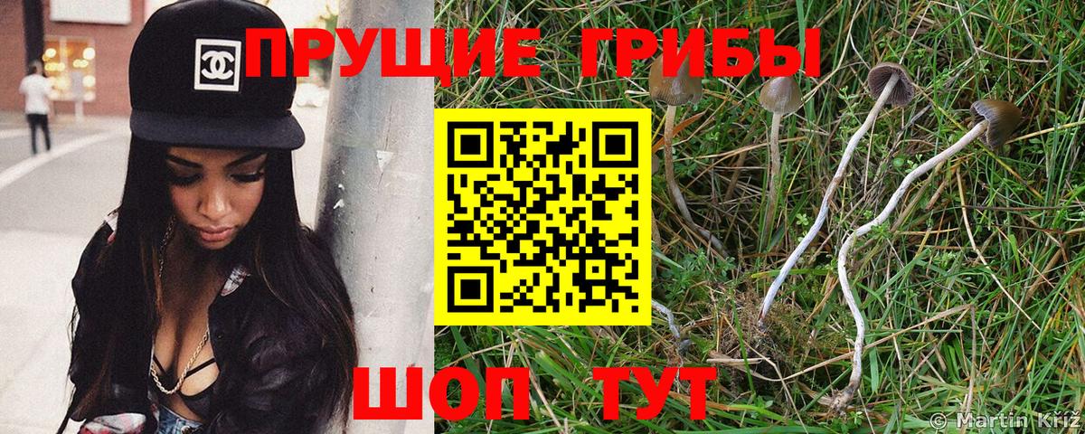 Галлюциногенные грибы Psilocybe  Галлюциногенные грибы ЛСД  Саратов  Вход с VPN 